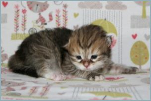 Female Siberian Kitten from Deedlebug Siberians